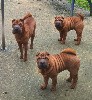  - 2 chiots de disponibles au Royaume des Samourais