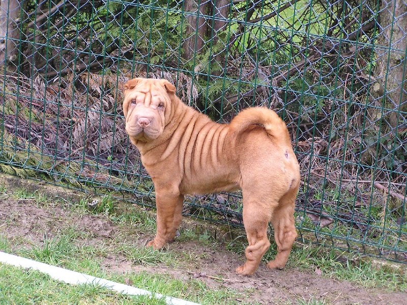 Délice Du grand baronnet