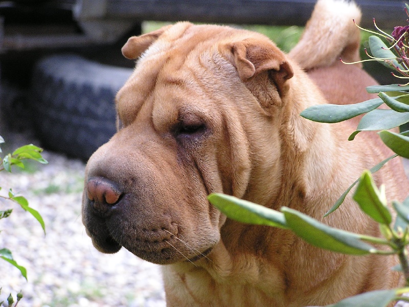 Diva Du grand baronnet