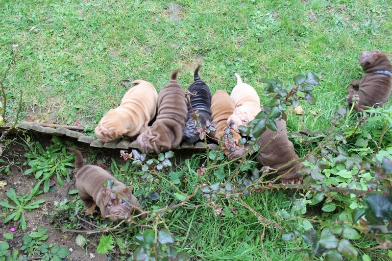 du Royaume des Samouraïs - Shar Pei - Portée née le 06/10/2013