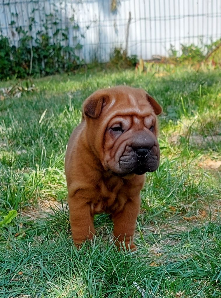 chiot Shar Pei du Royaume des Samouraïs