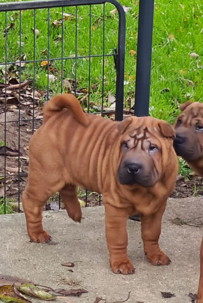 du Royaume des Samouraïs - Chiot disponible  - Shar Pei