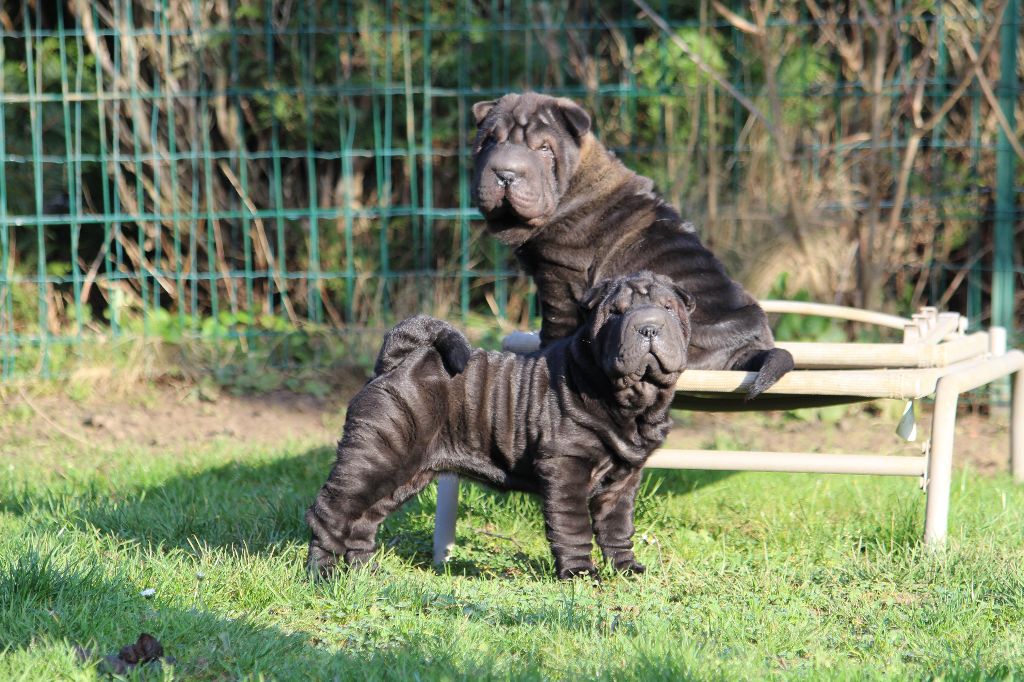 du Royaume des Samouraïs - Shar Pei - Portée née le 23/10/2017