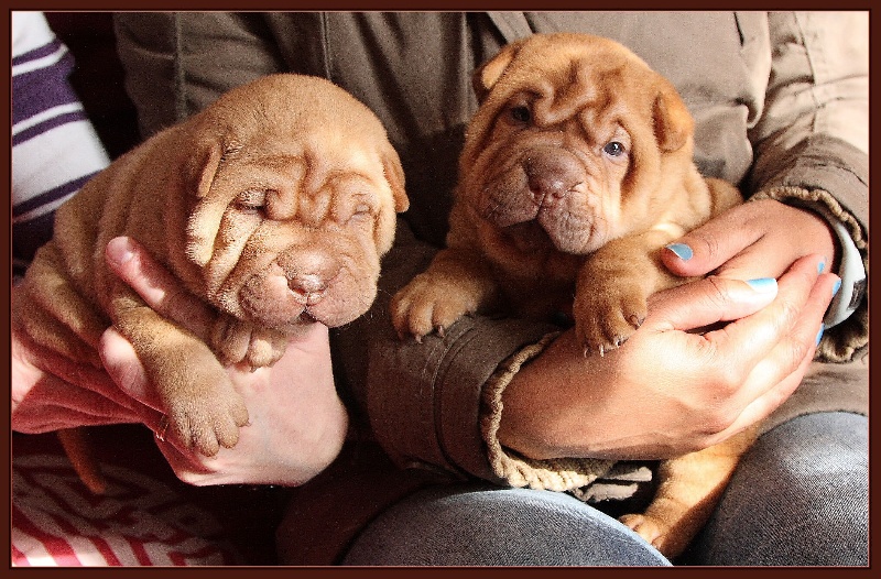 du Royaume des Samouraïs - Shar Pei - Portée née le 09/02/2011