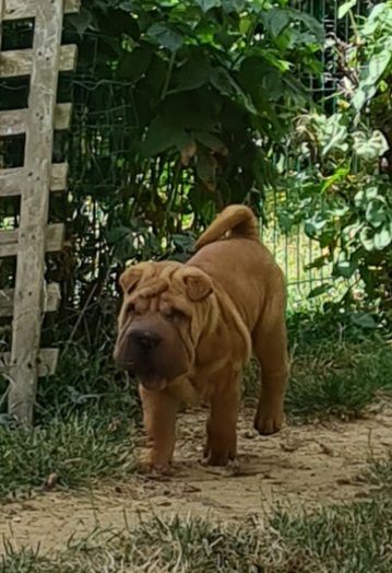 chiot Shar Pei du Royaume des Samouraïs