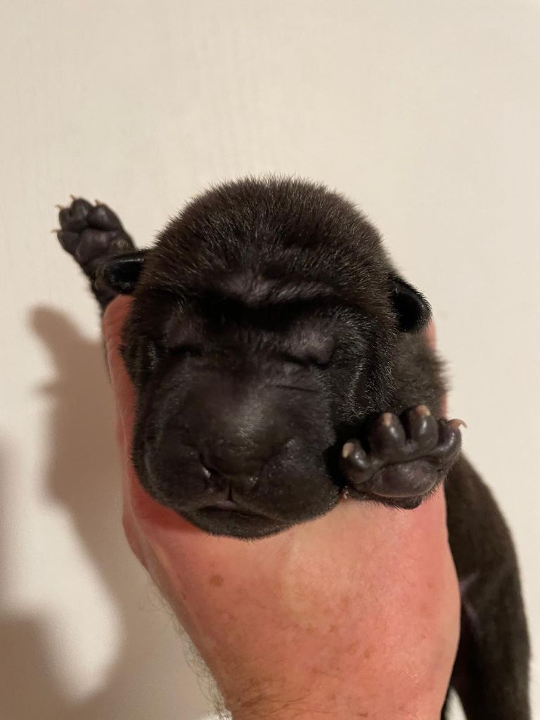 du Royaume des Samouraïs - Chiot disponible  - Shar Pei