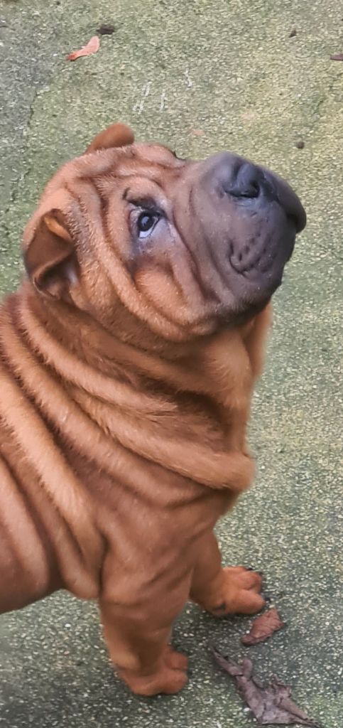 du Royaume des Samouraïs - Chiot disponible  - Shar Pei