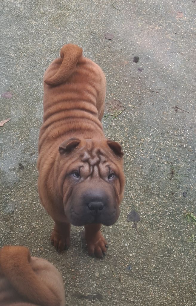 du Royaume des Samouraïs - Chiot disponible  - Shar Pei