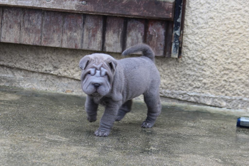 du Royaume des Samouraïs - Shar Pei - Portée née le 15/12/2019