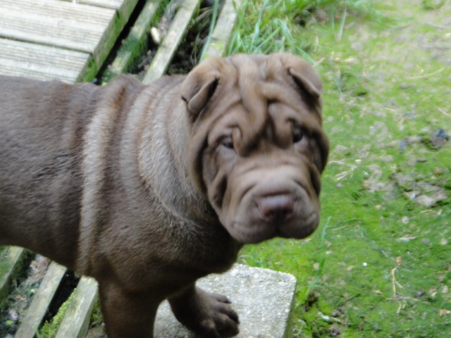 du Royaume des Samouraïs - Shar Pei - Portée née le 13/02/2013