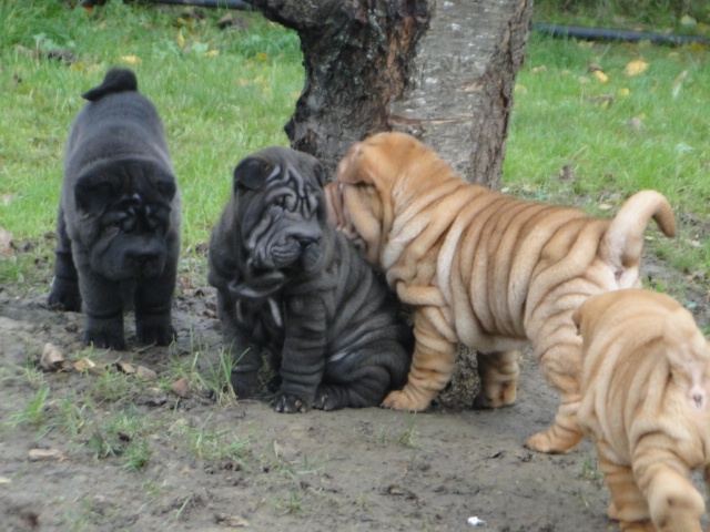 du Royaume des Samouraïs - Shar Pei - Portée née le 27/09/2012