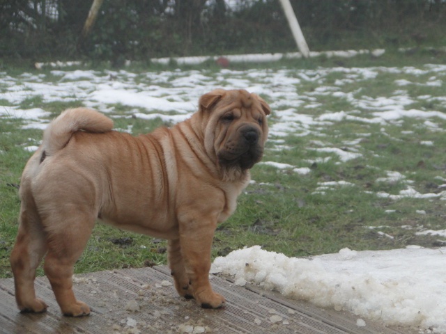 du Royaume des Samouraïs - Shar Pei - Portée née le 20/09/2010