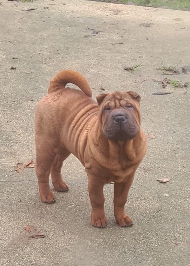 du Royaume des Samouraïs - Chiot disponible  - Shar Pei