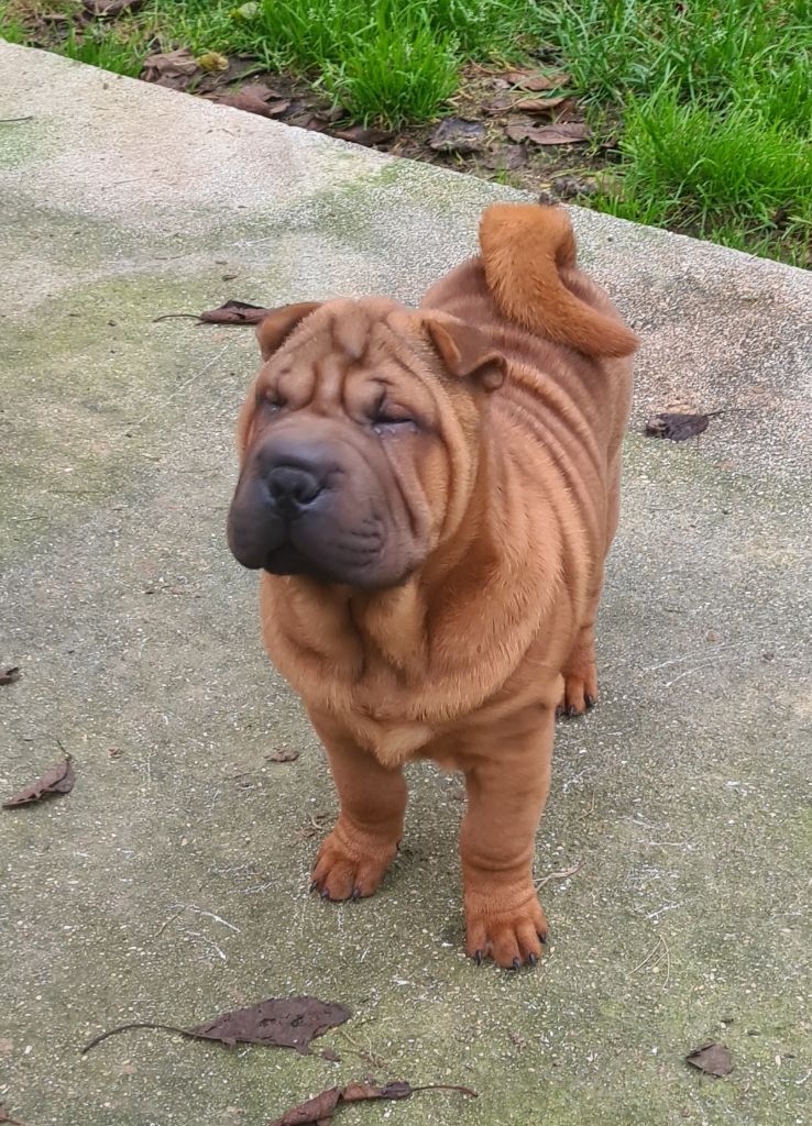 du Royaume des Samouraïs - Chiot disponible  - Shar Pei