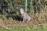 Moon Blue Shadow du Royaume des Samourais