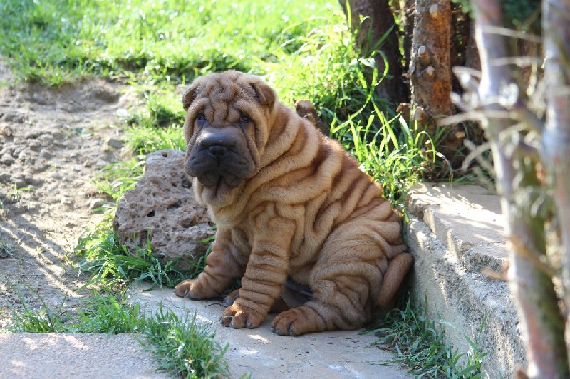 chiot Shar Pei du Royaume des Samouraïs