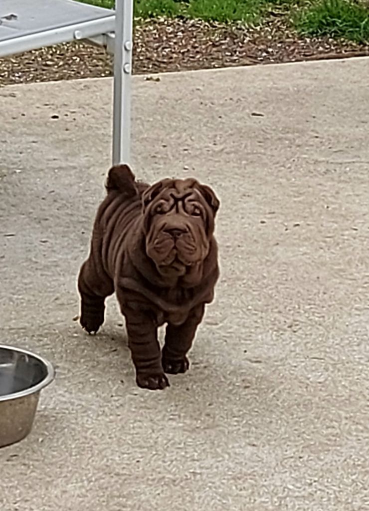 du Royaume des Samouraïs - Shar Pei - Portée née le 19/02/2021