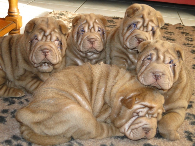 du Royaume des Samouraïs - Shar Pei - Portée née le 28/12/2011