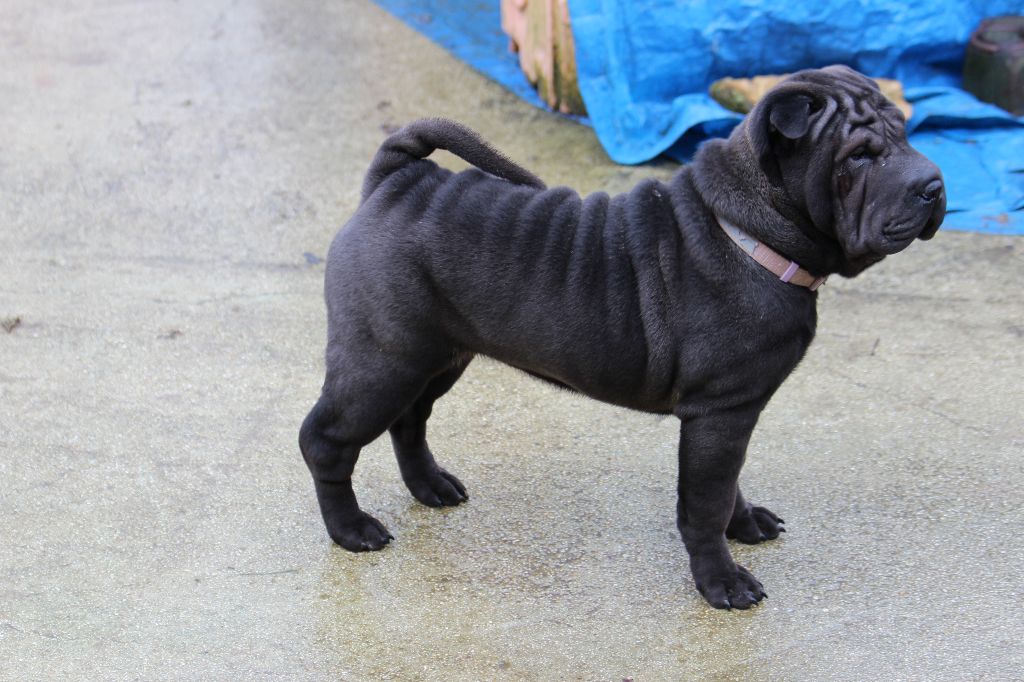 du Royaume des Samouraïs - Shar Pei - Portée née le 29/10/2018