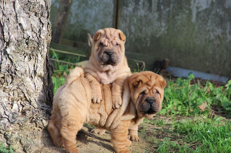 du Royaume des Samouraïs - Shar Pei - Portée née le 05/11/2015