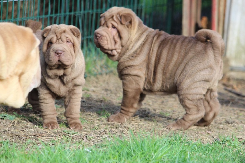 du Royaume des Samouraïs - Shar Pei - Portée née le 13/01/2015