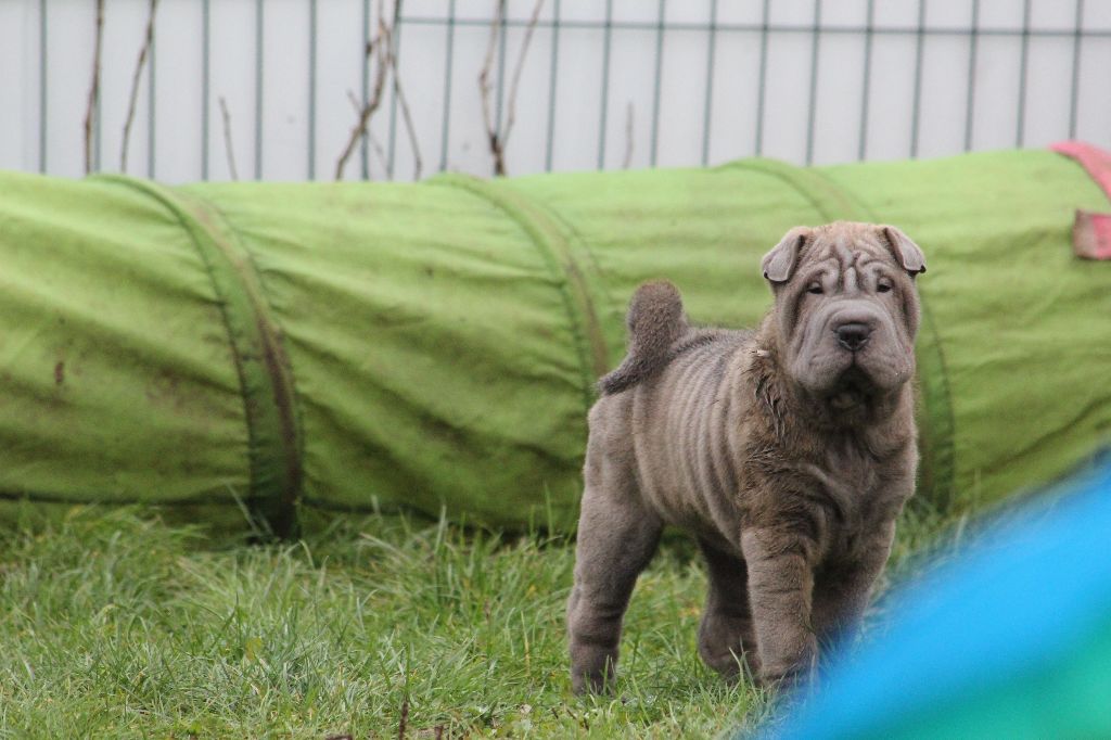 du Royaume des Samouraïs - Shar Pei - Portée née le 18/11/2018