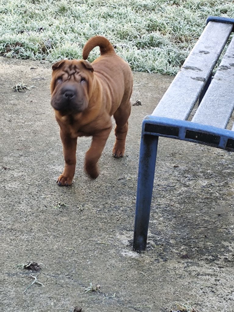 chiot Shar Pei du Royaume des Samouraïs