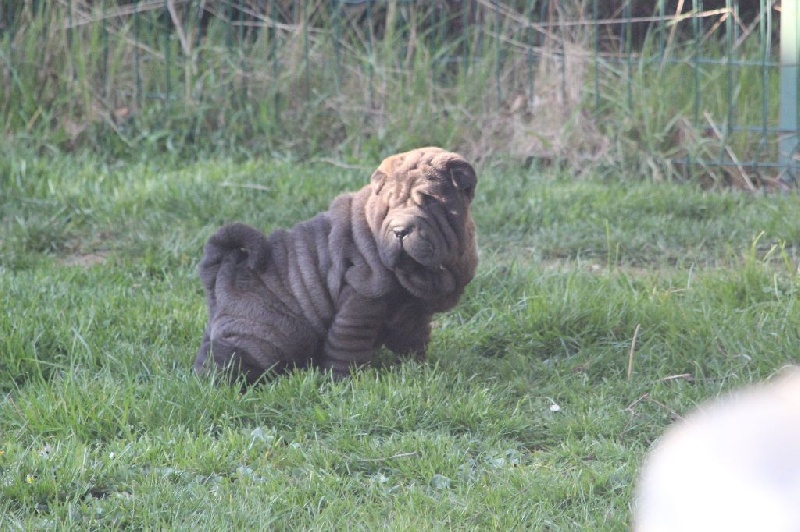 du Royaume des Samouraïs - Shar Pei - Portée née le 14/01/2016