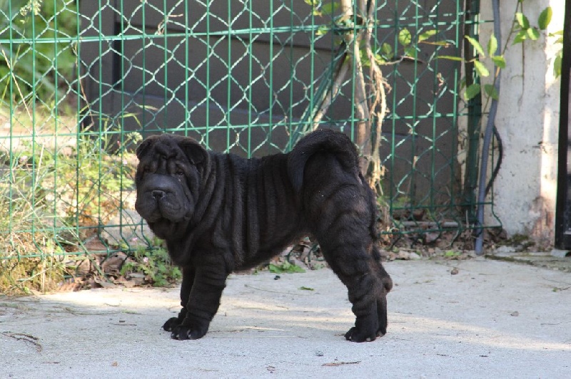 du Royaume des Samouraïs - Shar Pei - Portée née le 23/03/2014