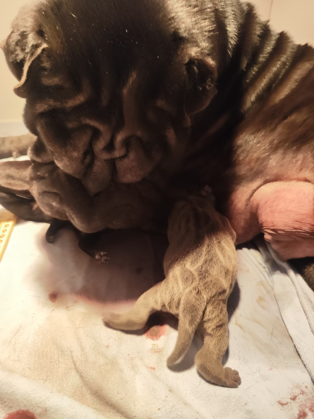 Naissance au Royaume des Samouraïs