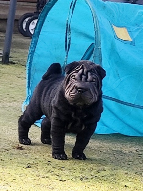 Chiot mâle noir disponible