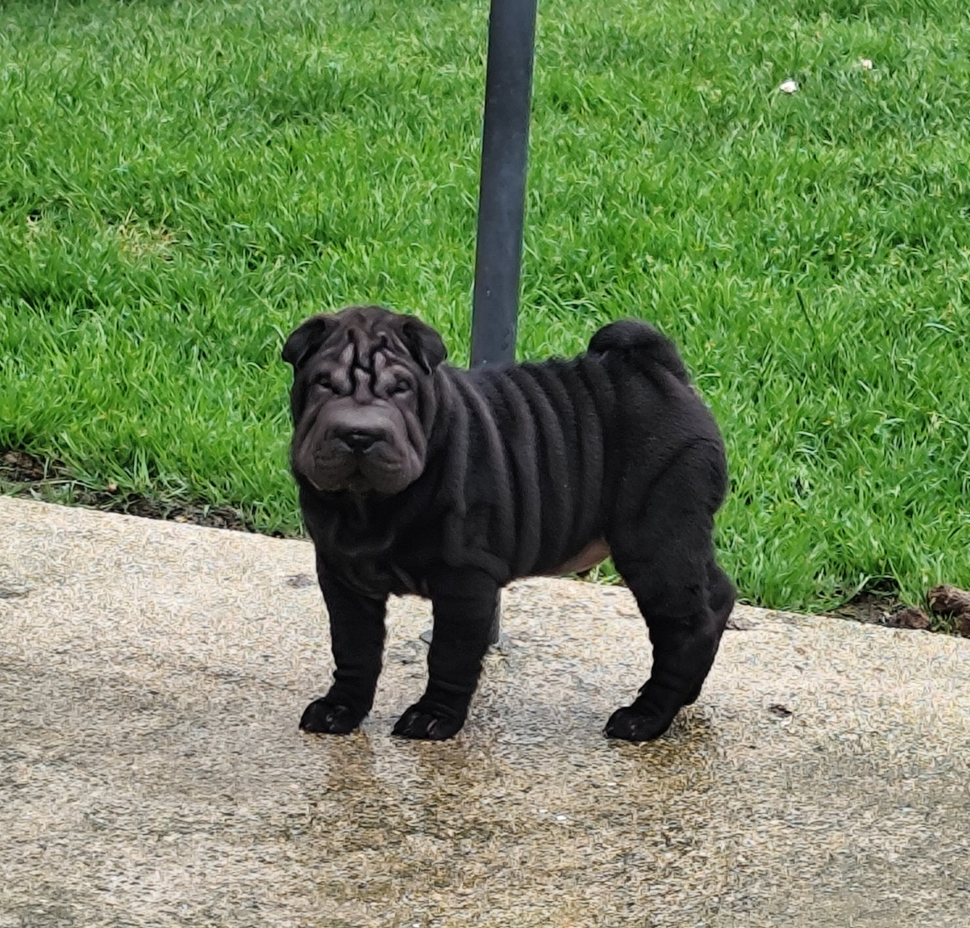 Chiot mâle noir disponible