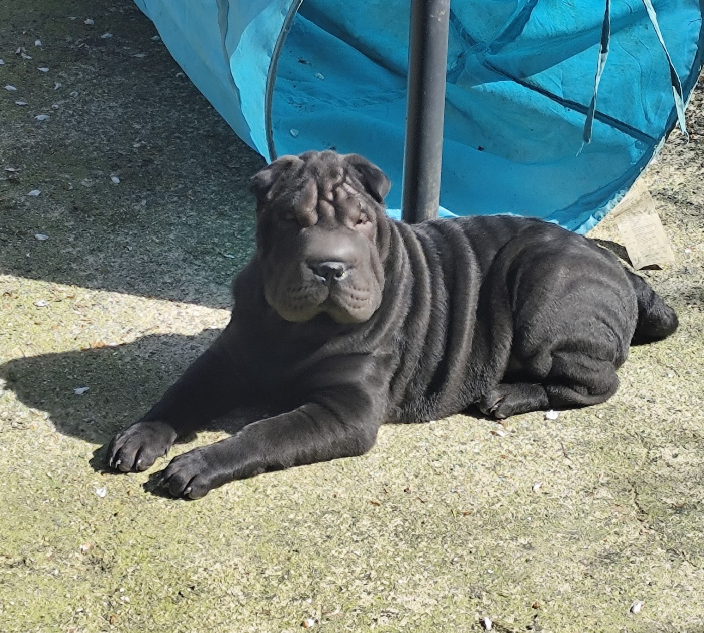 du Royaume des Samouraïs - Chiot mâle noir disponible ⚠ PRIX INTÉRESSANT ⚠ 