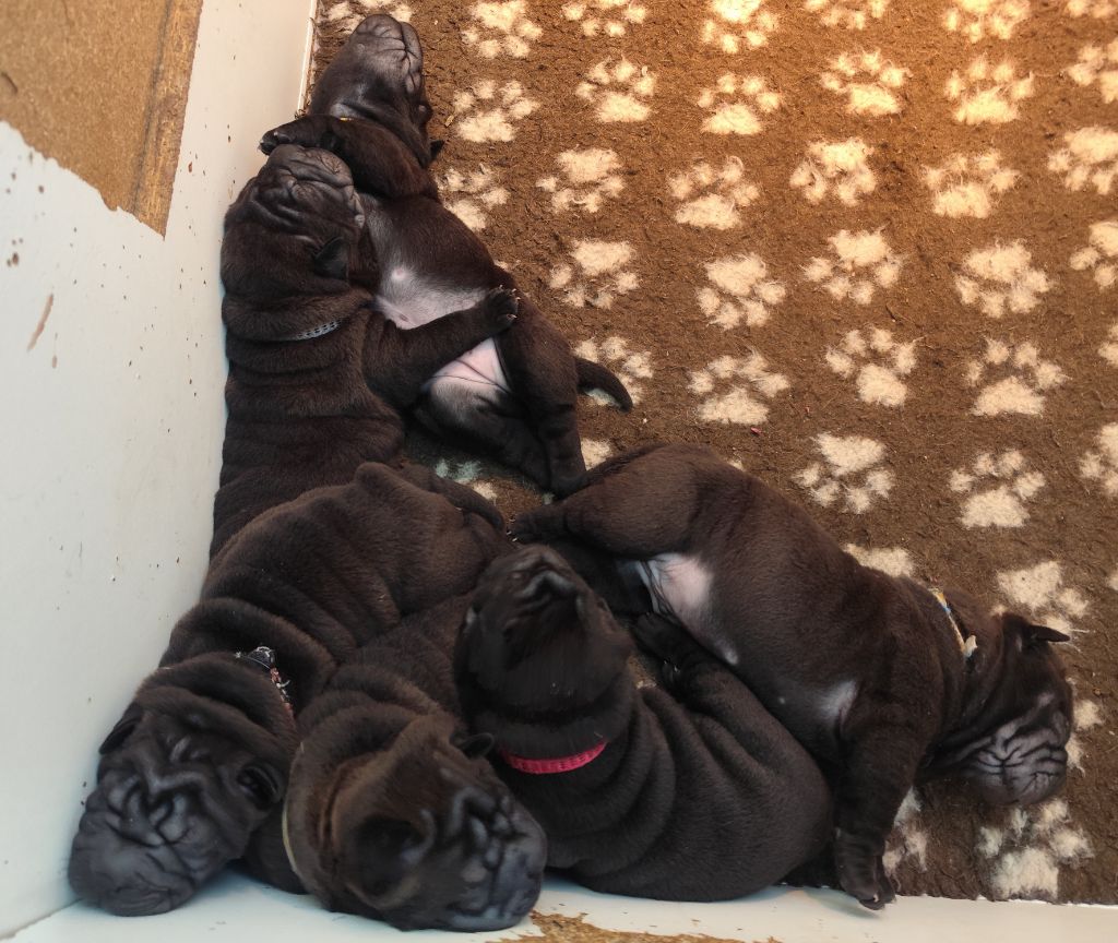 Chiot Shar Pei du Royaume des Samouraïs