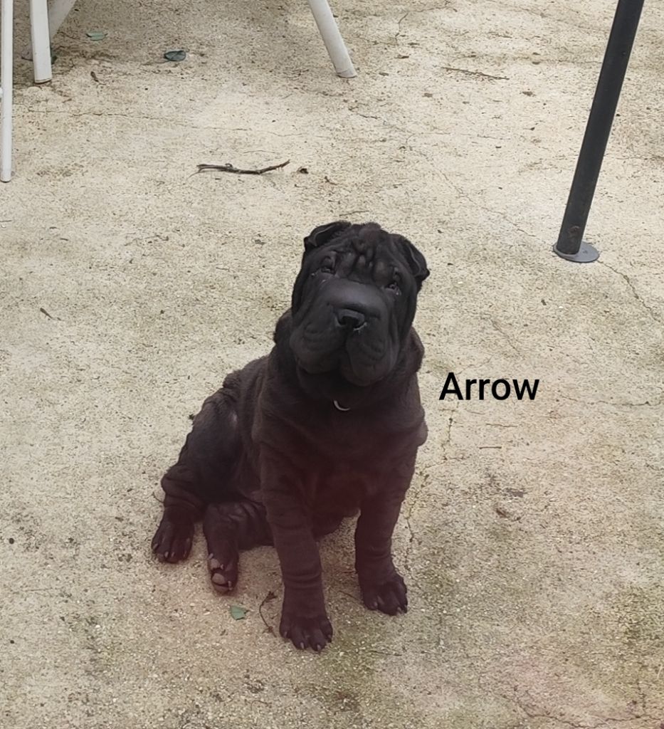 du Royaume des Samouraïs - Chiots disponibles - Shar Pei