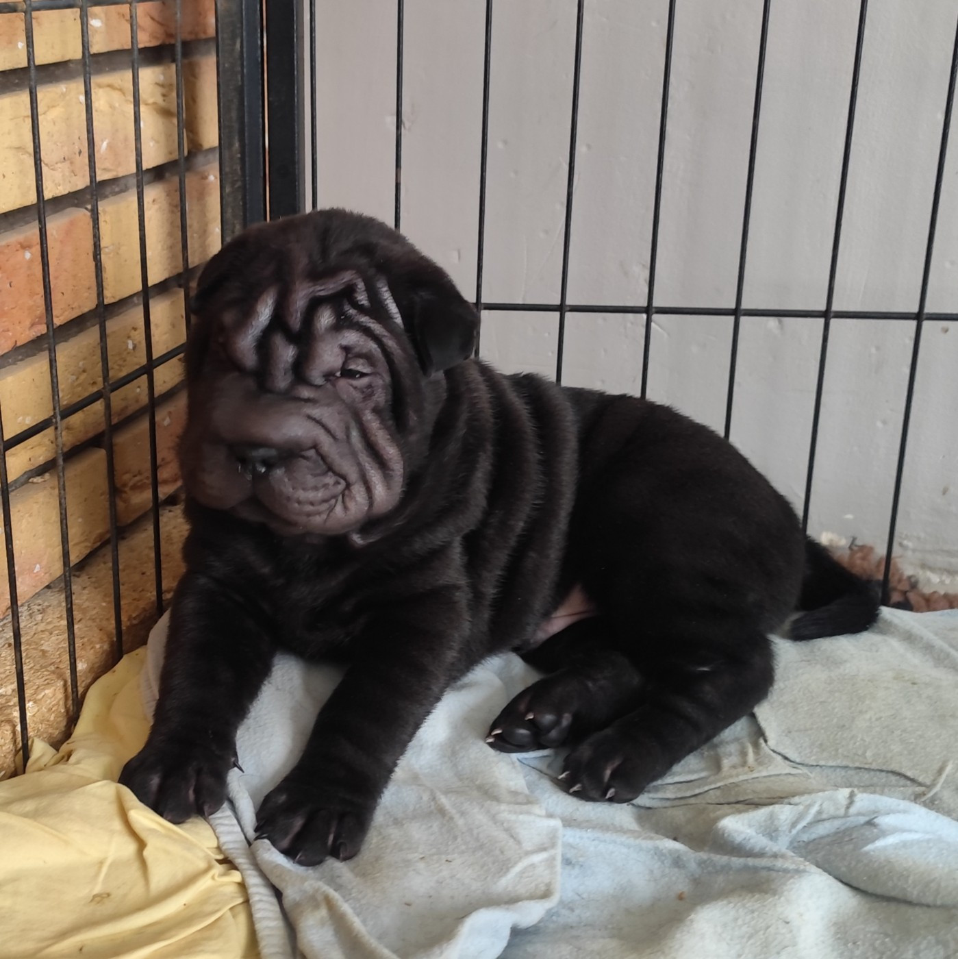 Chiot Shar Pei du Royaume des Samouraïs