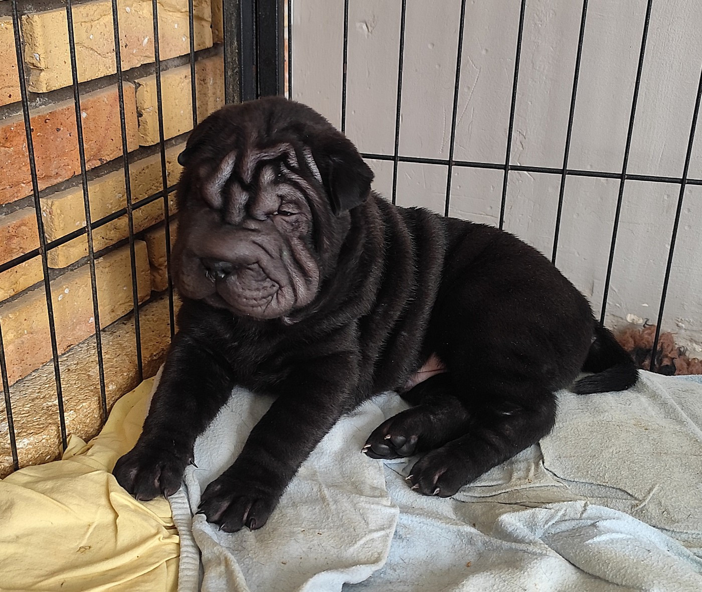 du Royaume des Samouraïs - Chiots disponibles - Shar Pei