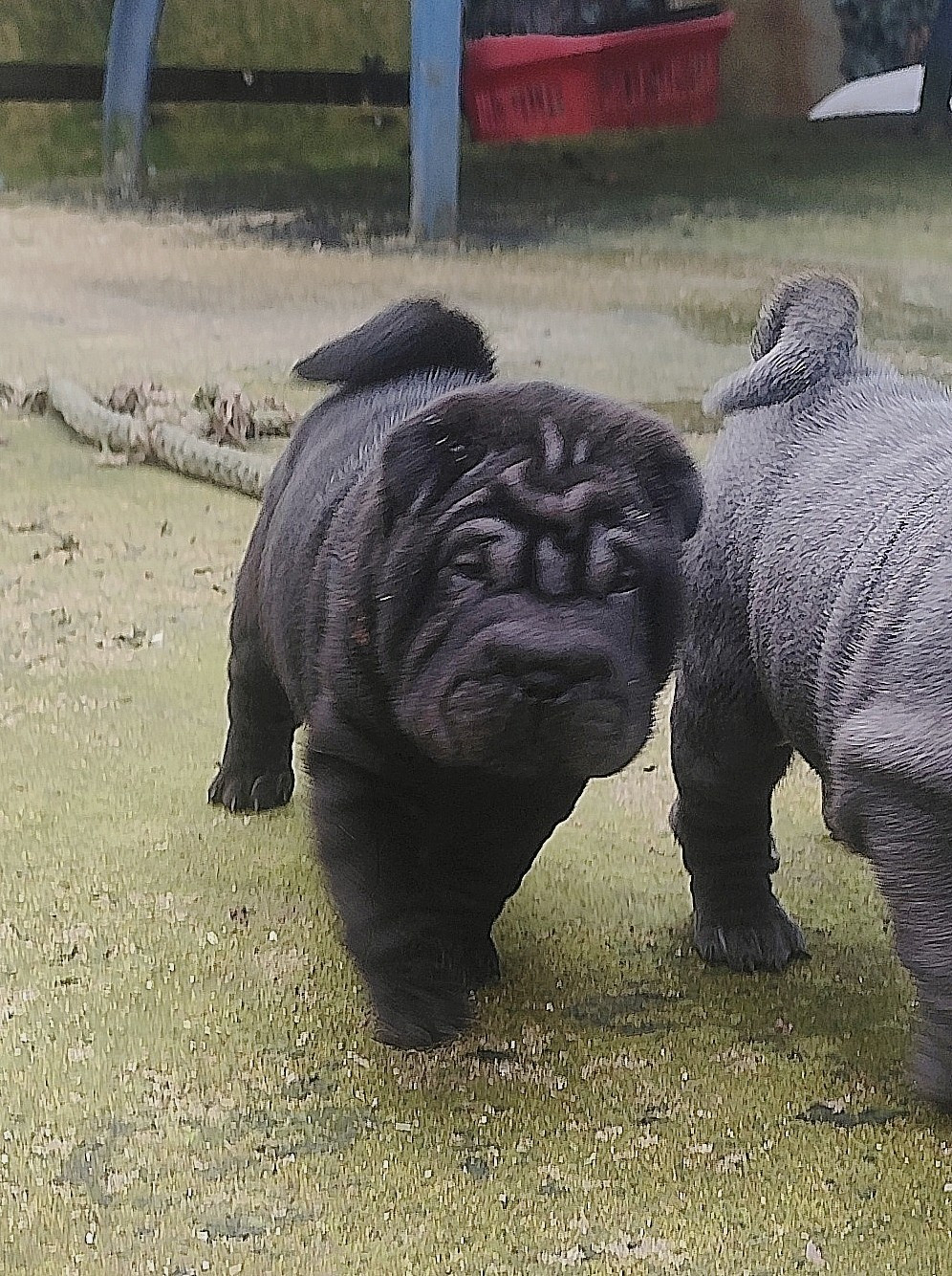 du Royaume des Samouraïs - Chiots disponibles - Shar Pei