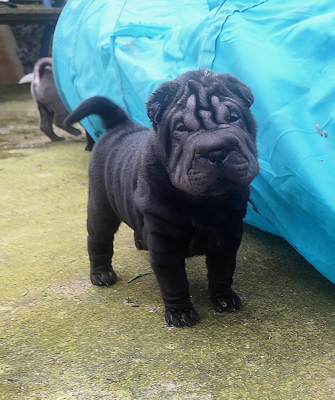 du Royaume des Samouraïs - Chiots disponibles - Shar Pei