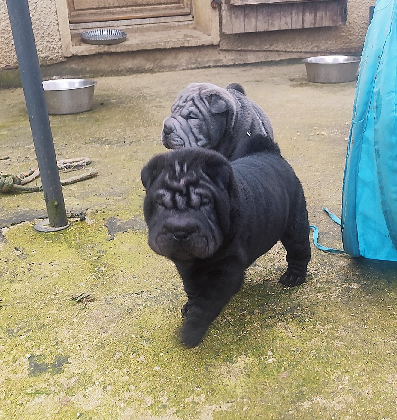 du Royaume des Samouraïs - Shar Pei - Portée née le 16/01/2026