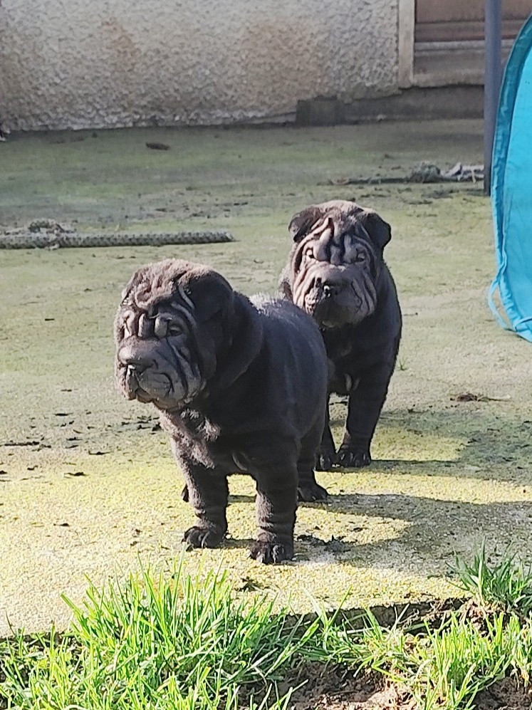 du Royaume des Samouraïs - Shar Pei - Portée née le 16/01/2026