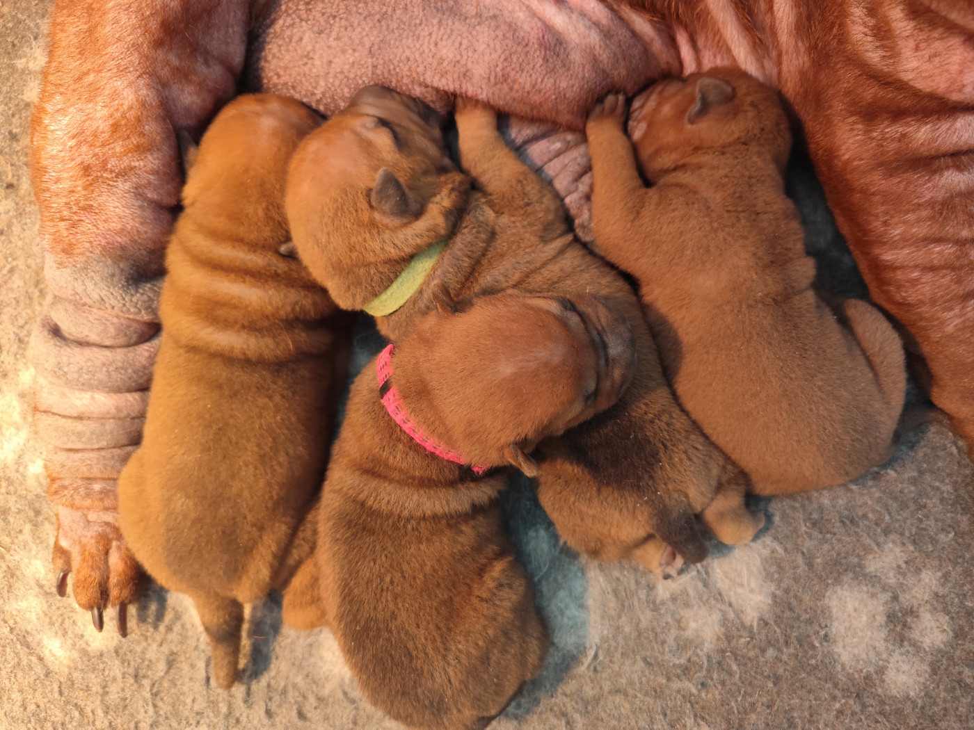 du Royaume des Samouraïs - Shar Pei - Portée née le 12/03/2026