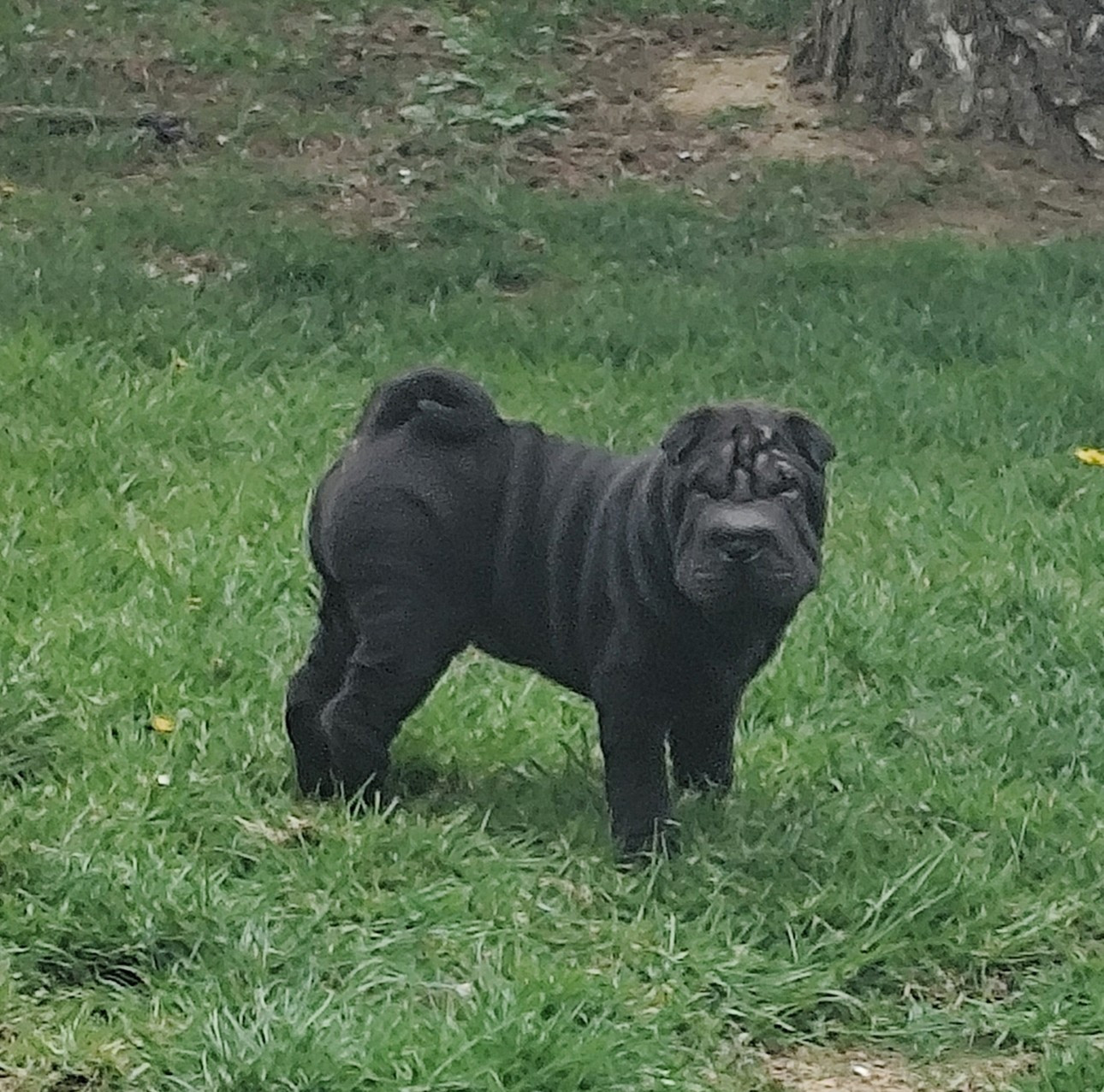 du Royaume des Samouraïs - Chiots disponibles - Shar Pei