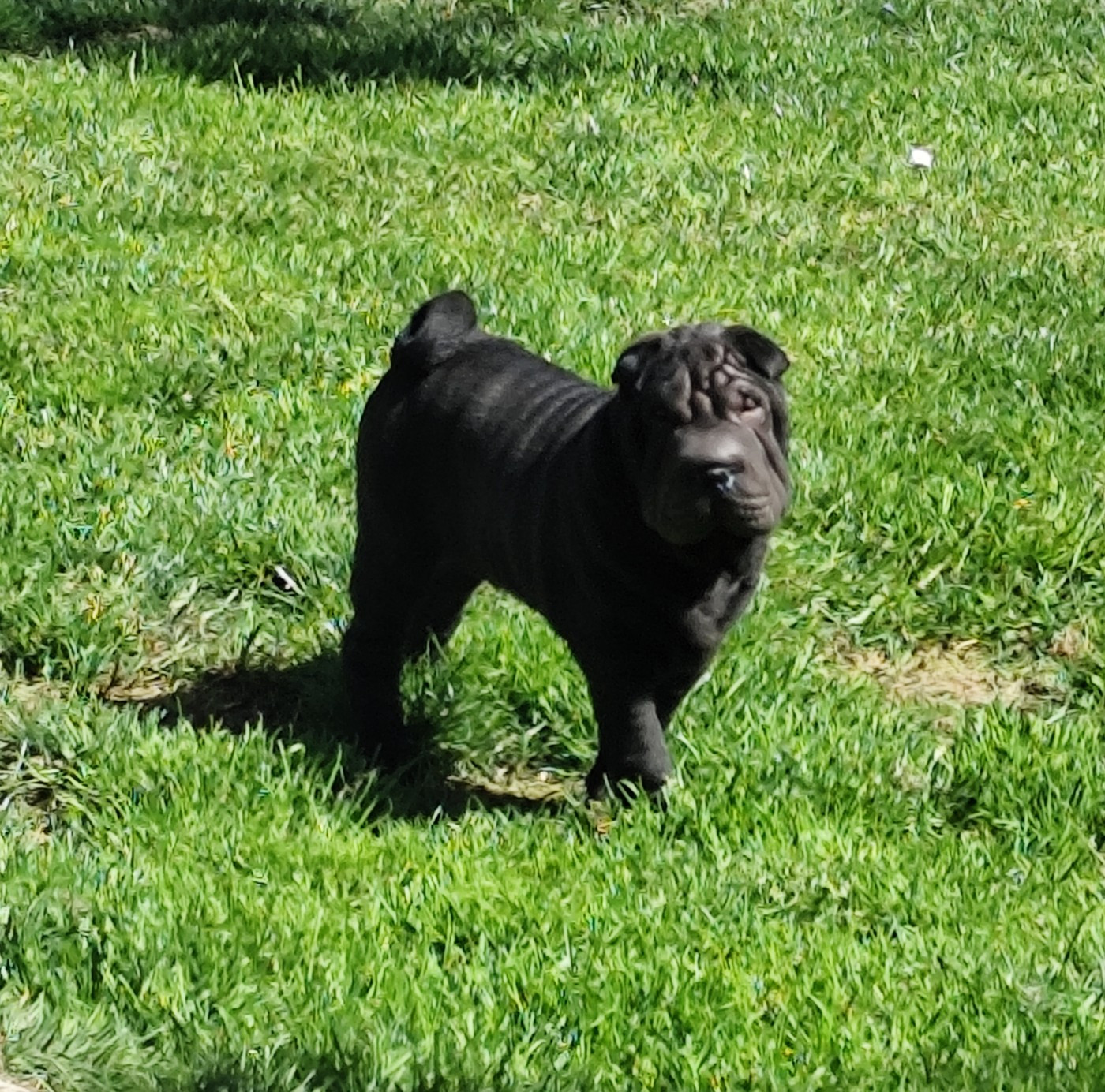 du Royaume des Samouraïs - Chiots disponibles - Shar Pei