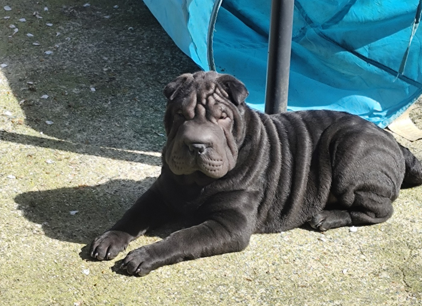 Chiot Shar Pei du Royaume des Samouraïs