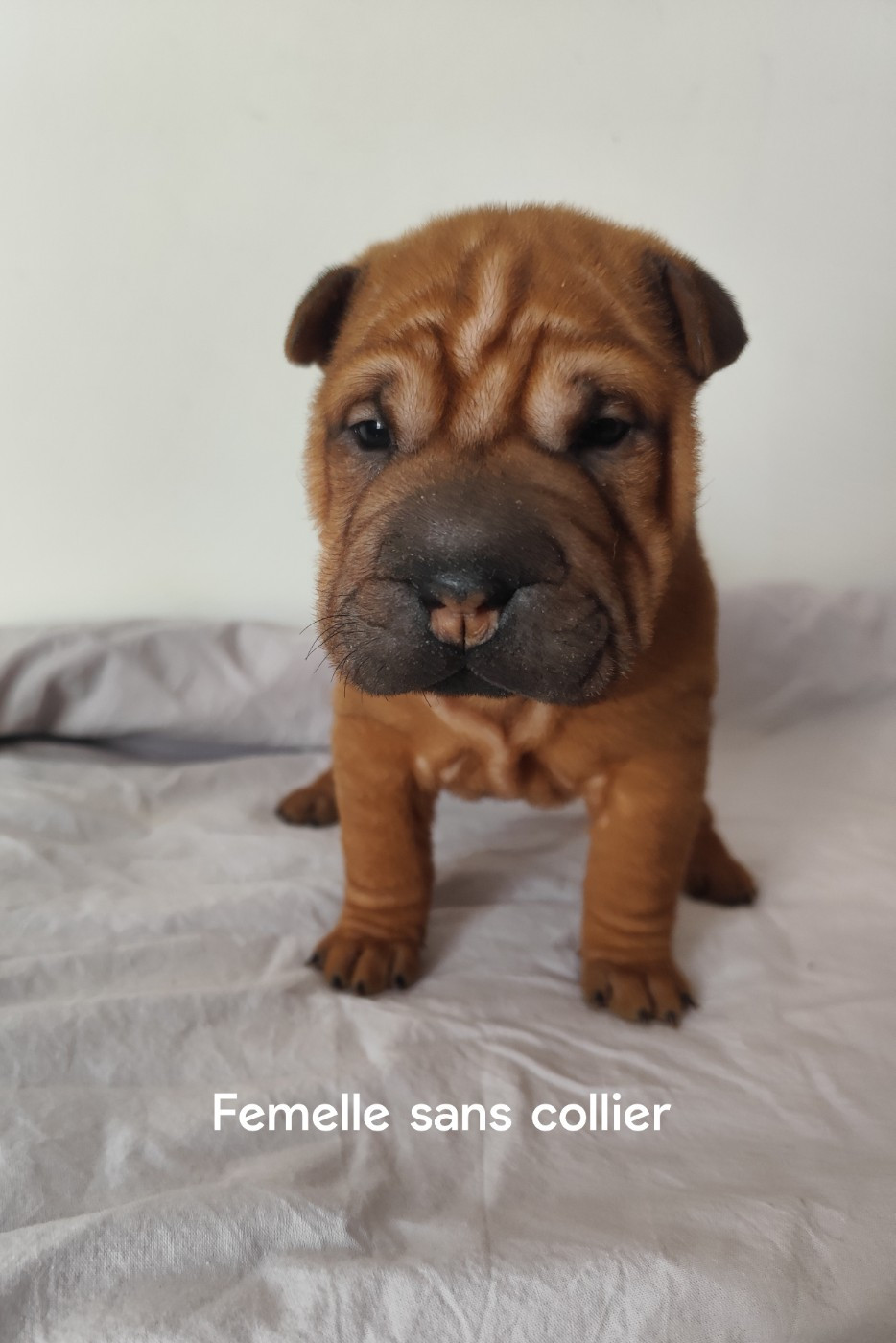 du Royaume des Samouraïs - Chiots disponibles - Shar Pei