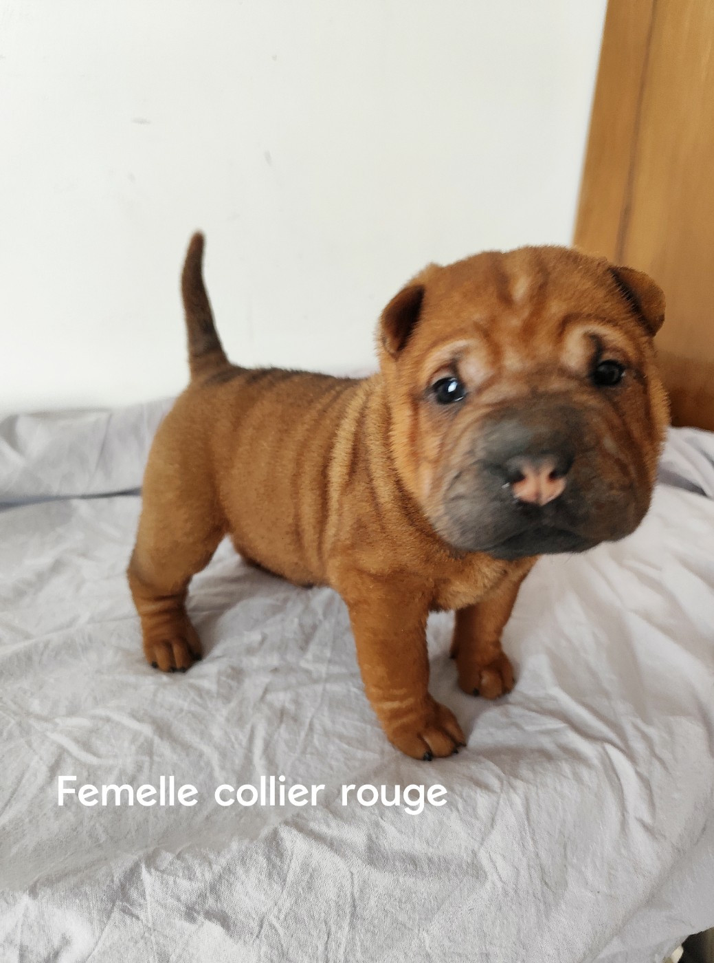 du Royaume des Samouraïs - Chiots disponibles - Shar Pei