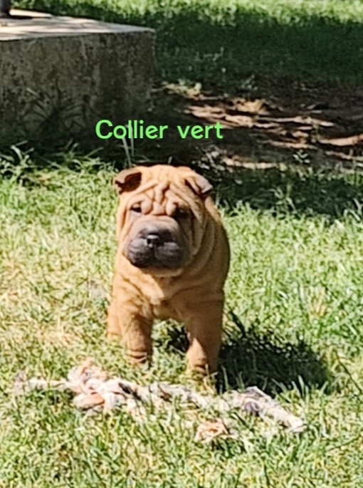 du Royaume des Samouraïs - Chiots disponibles - Shar Pei