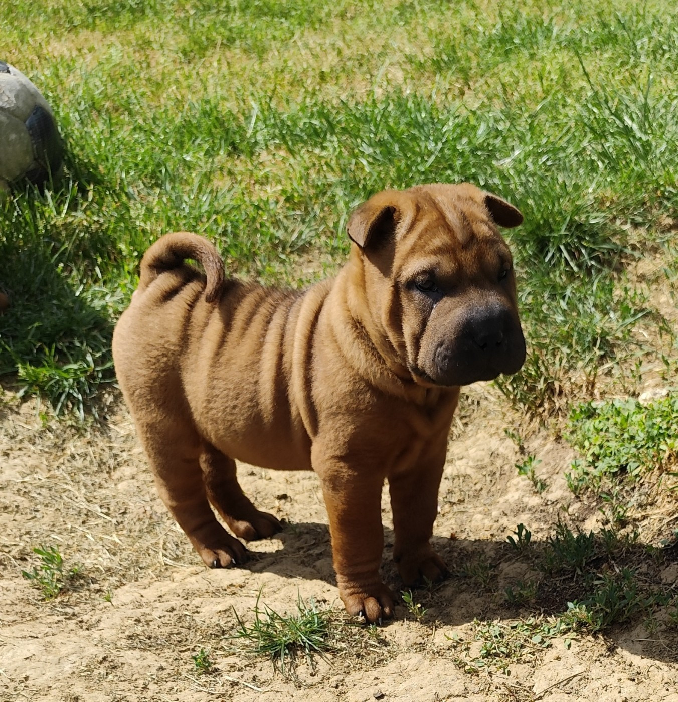 du Royaume des Samouraïs - Chiots disponibles - Shar Pei