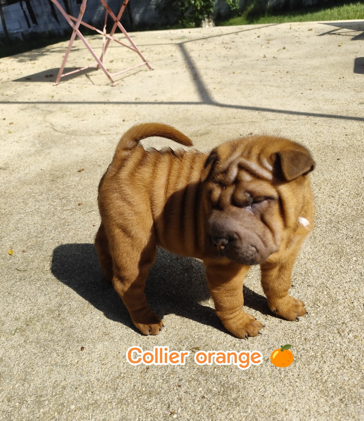 du Royaume des Samouraïs - Chiots disponibles - Shar Pei